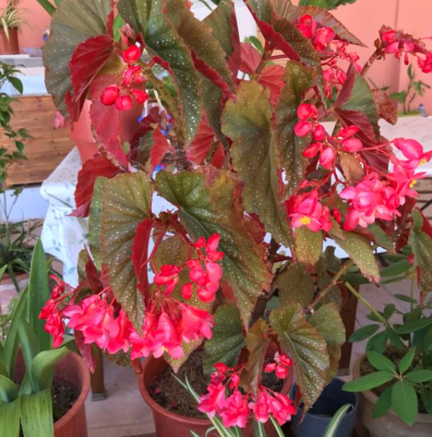 竹节海棠花期叶子太密怎么处理,竹节海棠开花少怎么回事