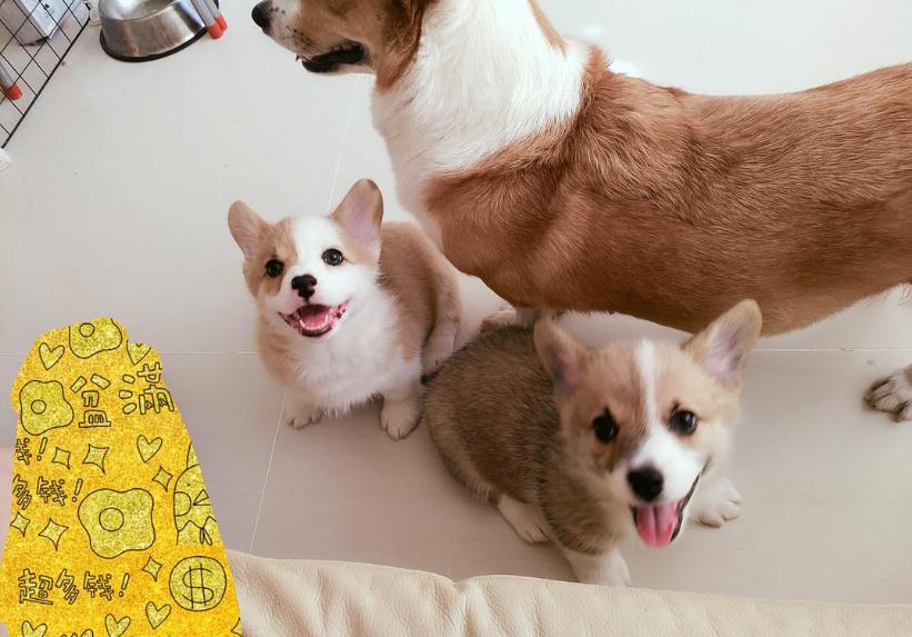 狗狗换新主人多久能适应,狗狗换了主人后会有什么表现