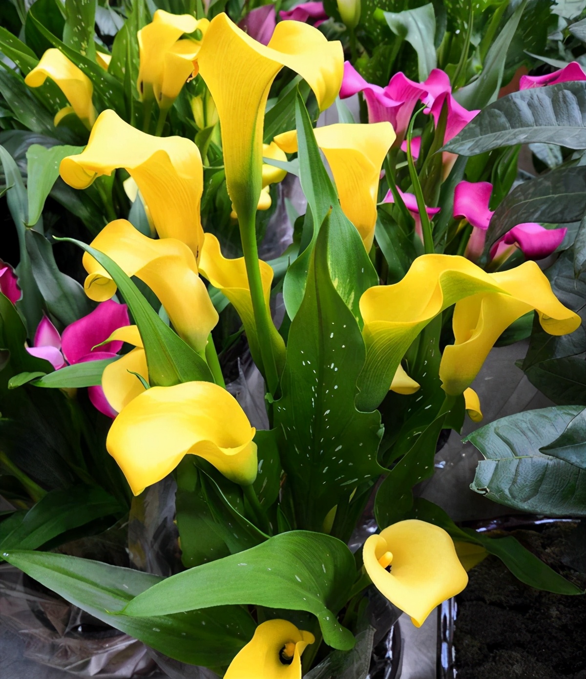 马蹄莲的正确养护方式,马蹄莲的养护注意事项和禁忌