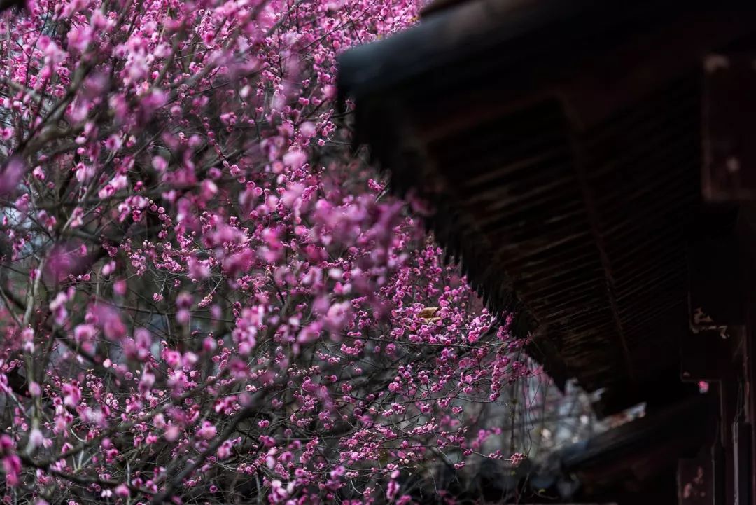 最漂亮的雨花台,雨花台风景太美了