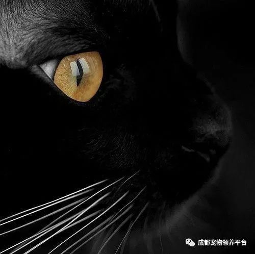 谁说土猫无名猫?快来围观古代猫谱,你家有没有镇宅神兽!