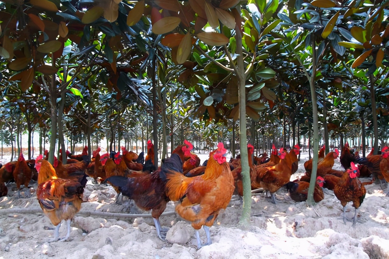 鸡关节肿胀的原因有哪些,养鸡关节炎怎么治