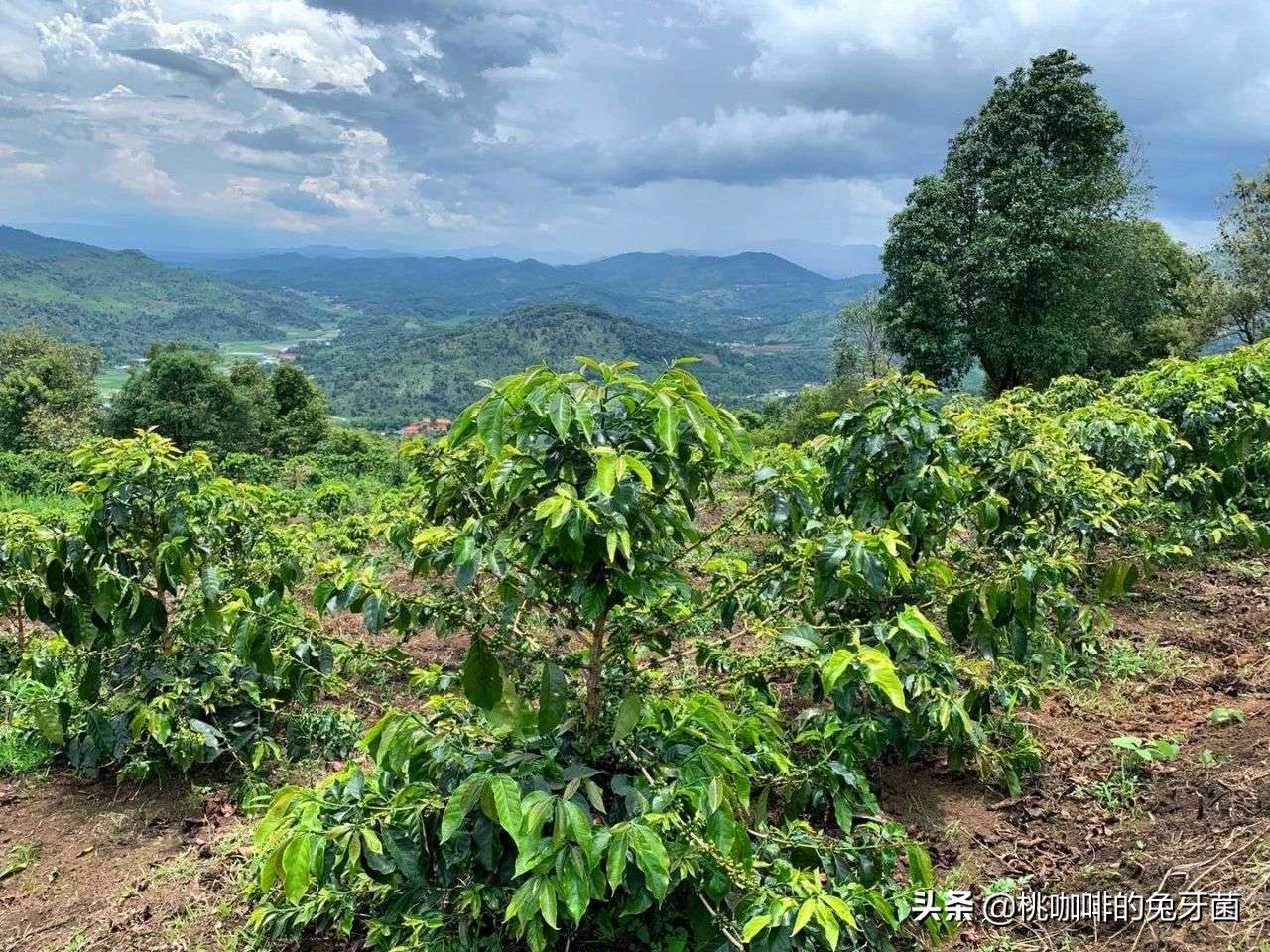 云南咖啡有远山森林的味道吗,云南咖啡产地探访记