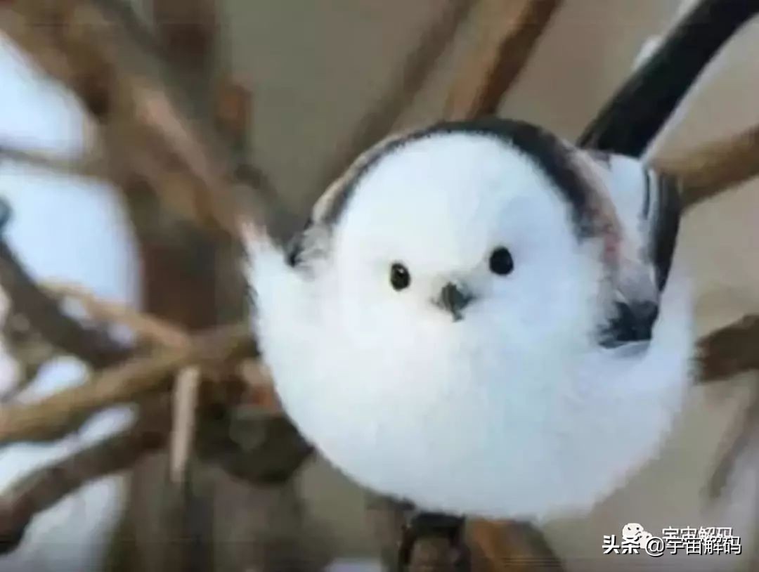 这些动物小时候太可爱简直萌化了,世界十大最受欢迎的动物