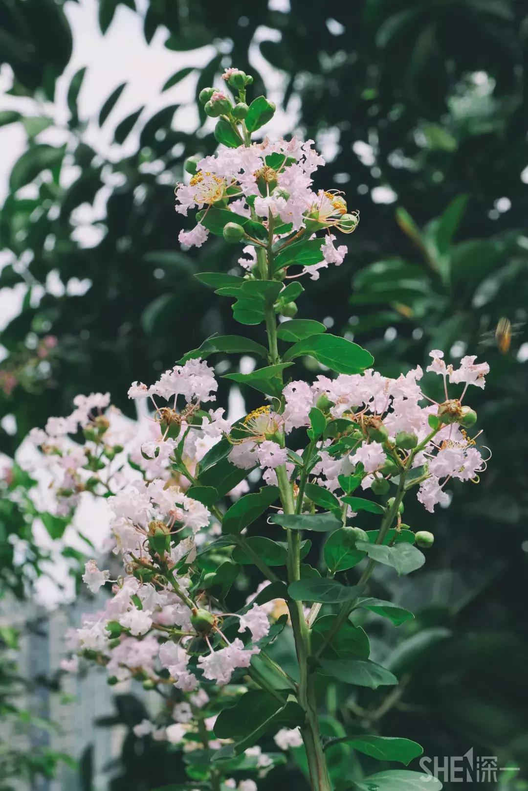 深圳市美美美,深圳最美免费水库