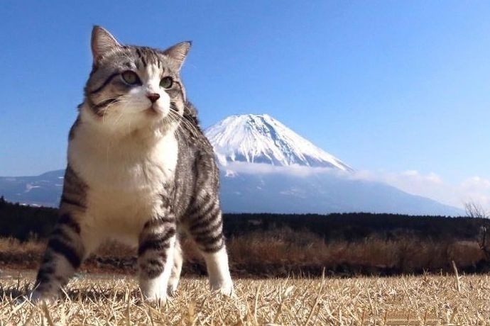 今日萌图,仓鼠身上长了疑似肿瘤的东西