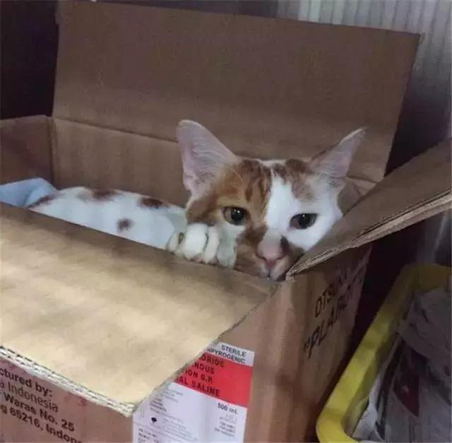 猫咪不小心受伤了,猫咪受伤不让碰怎么治疗