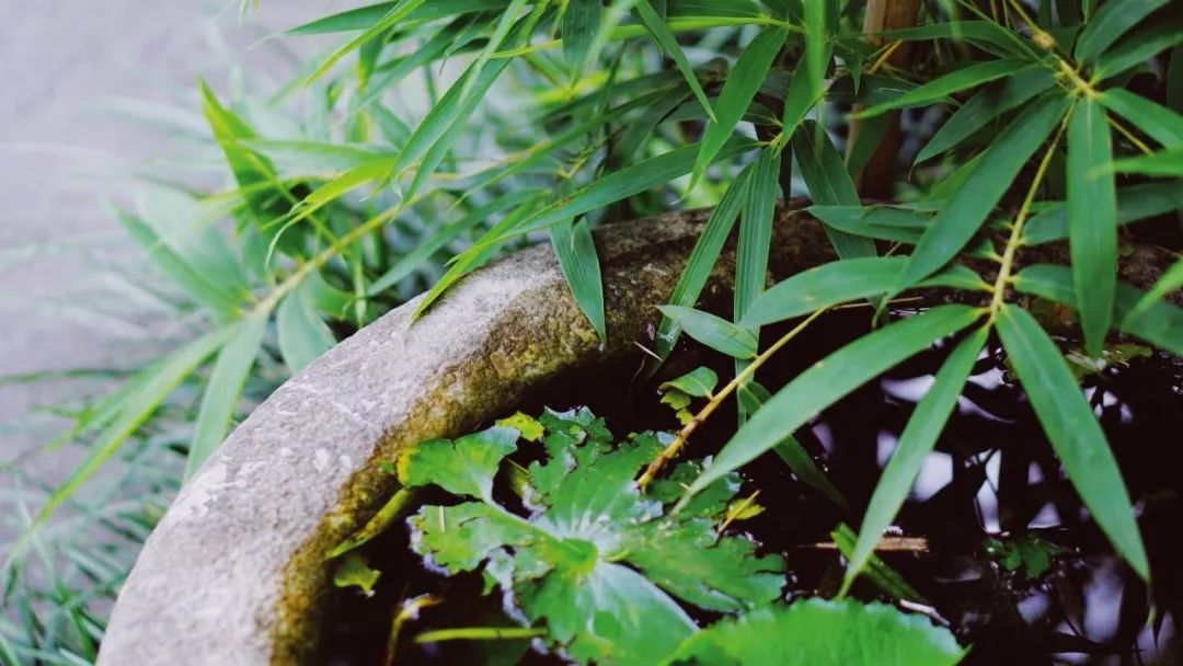 夏日解暑冰茶元气森林,夏天避暑花茶推荐