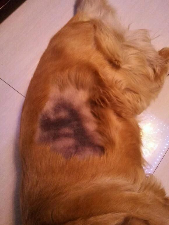 新手养宠攻略宠物养护技巧知识,新手养宠物注意什么