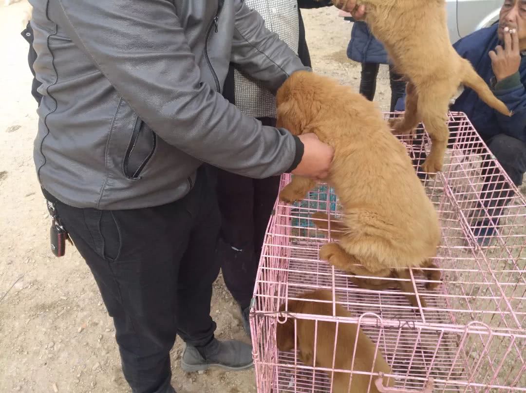 狗市场金毛幼犬出售,狗市商贩卖金毛