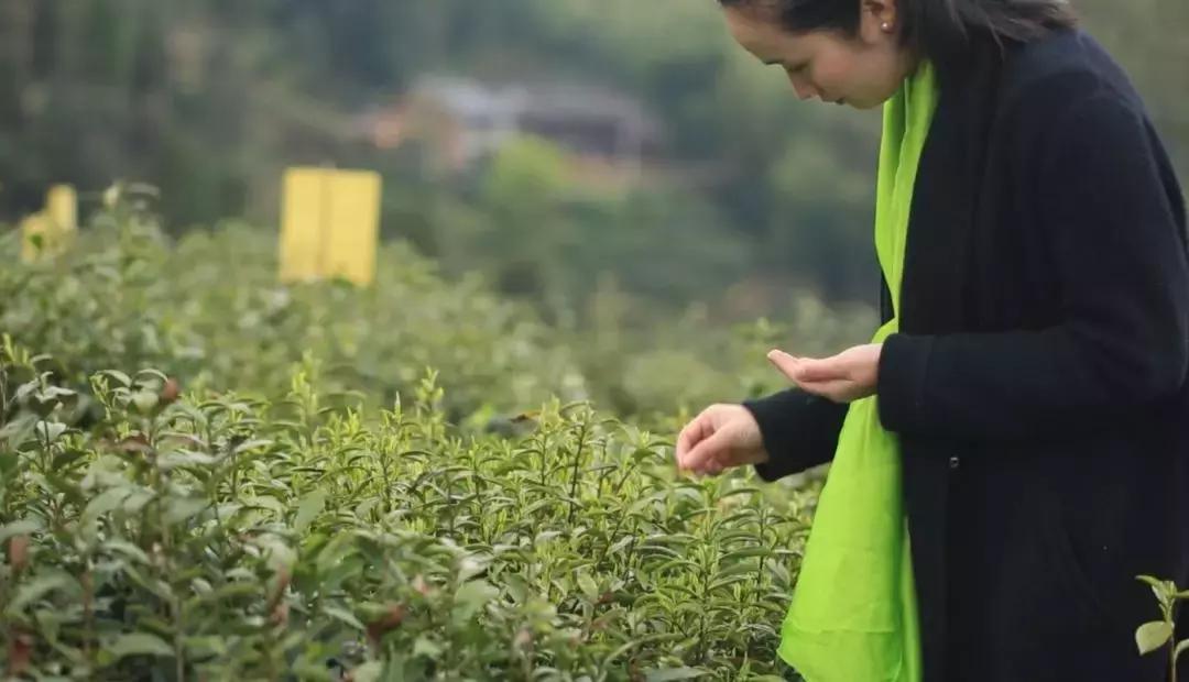 春茶季好茶推荐,2003年春明茶厂金奖沱茶鉴别