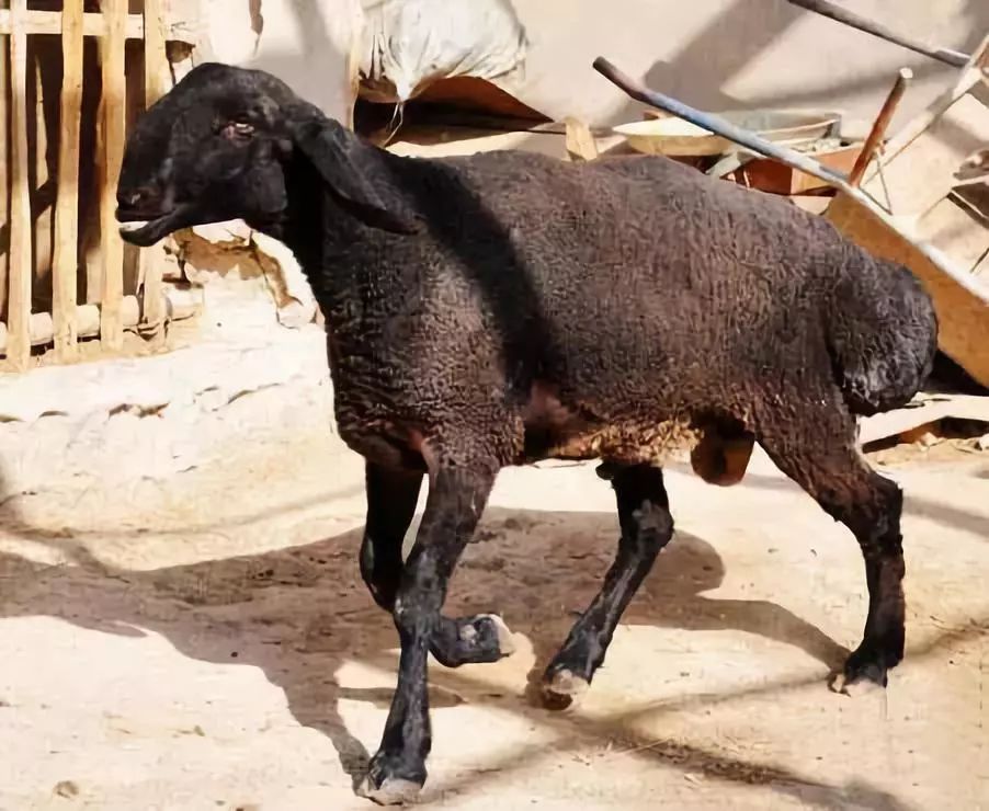 全国各地最全特产,全新疆特产