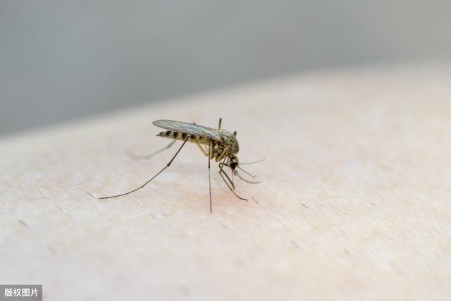 蚊子咬你都有哪些原因,蚊子咬你的真正原因是什么