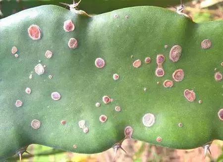 蔬菜细菌病害有哪些药,植物真菌细菌病害用什么药