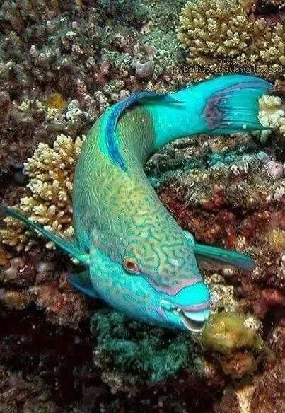 神秘的顶级海底照片难得一见,罕见海底美人照片