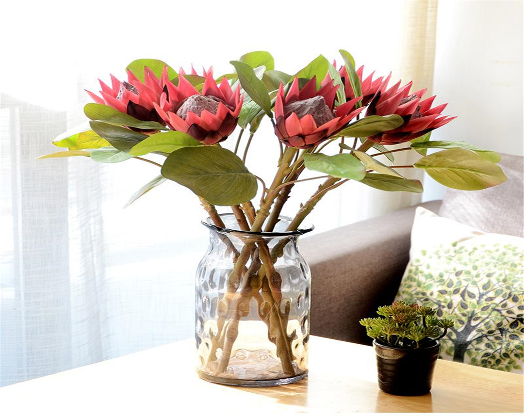 帝王花养殖方法及花语介绍,帝王花的种植方法和注意事项