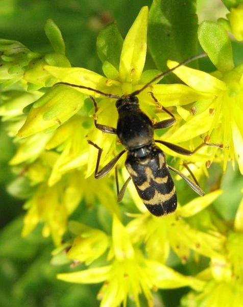 中草药抗击新型肺炎,金银花高产技术