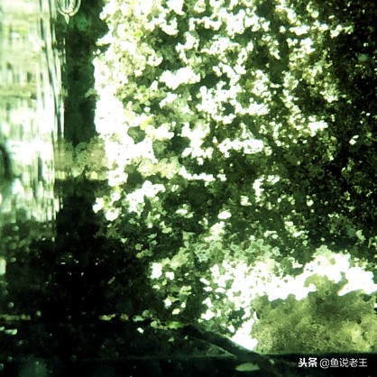 青苔能不能给鱼缸铺底,鱼缸里面青苔