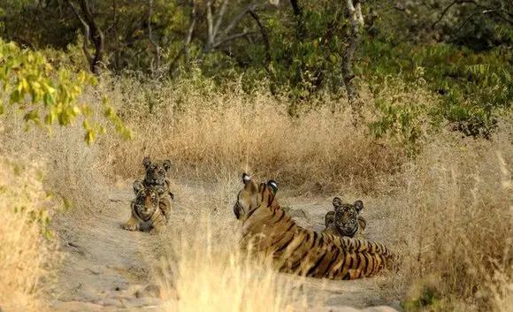 传奇虎王美元男:这只公虎两次作为“单亲奶爸”,养大了两窝虎崽