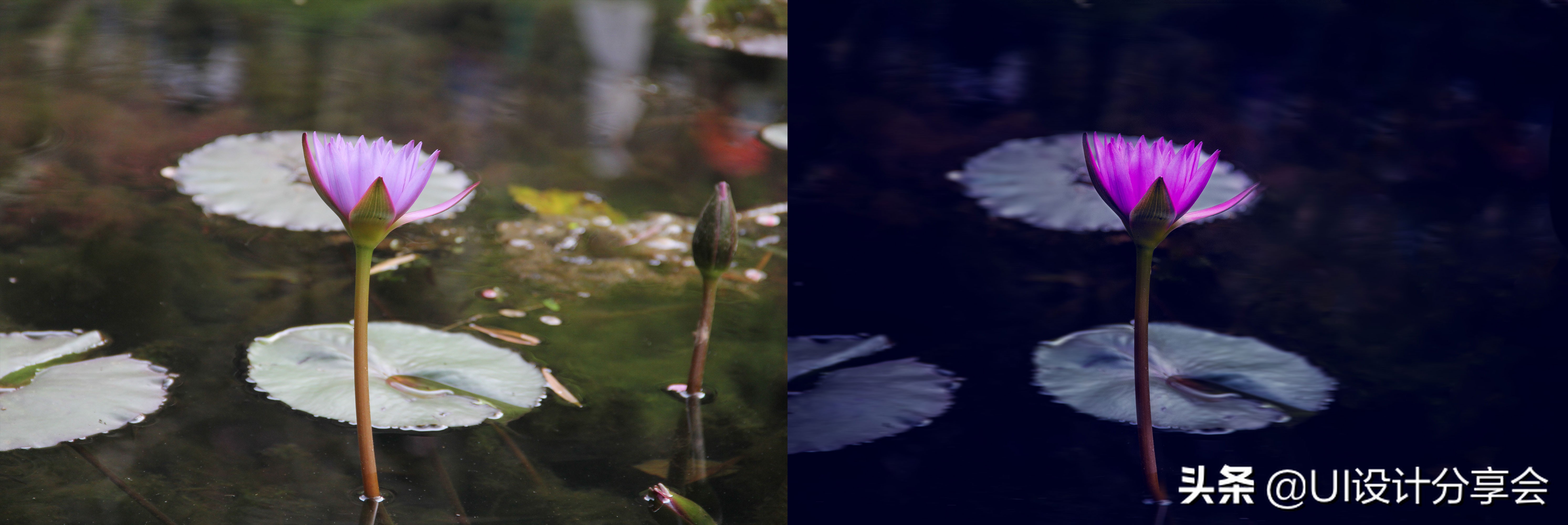 ps画意荷花如何调出洇染效果,ps荷花多重曝光的后期调色教程