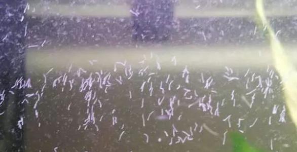 5角硬币能消除鱼缸里的蛋白虫吗,七彩神仙鱼鱼缸里有蛋白虫怎么除