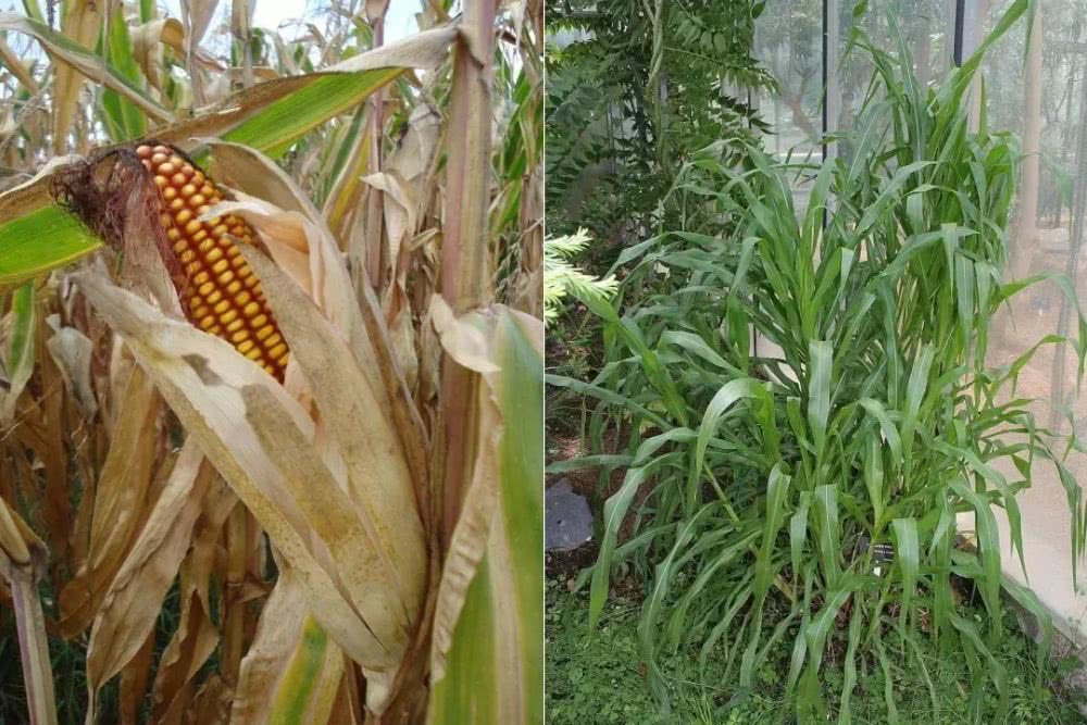 玉米除草剂为什么玉米不死而草死,除草剂的对成熟玉米的危害