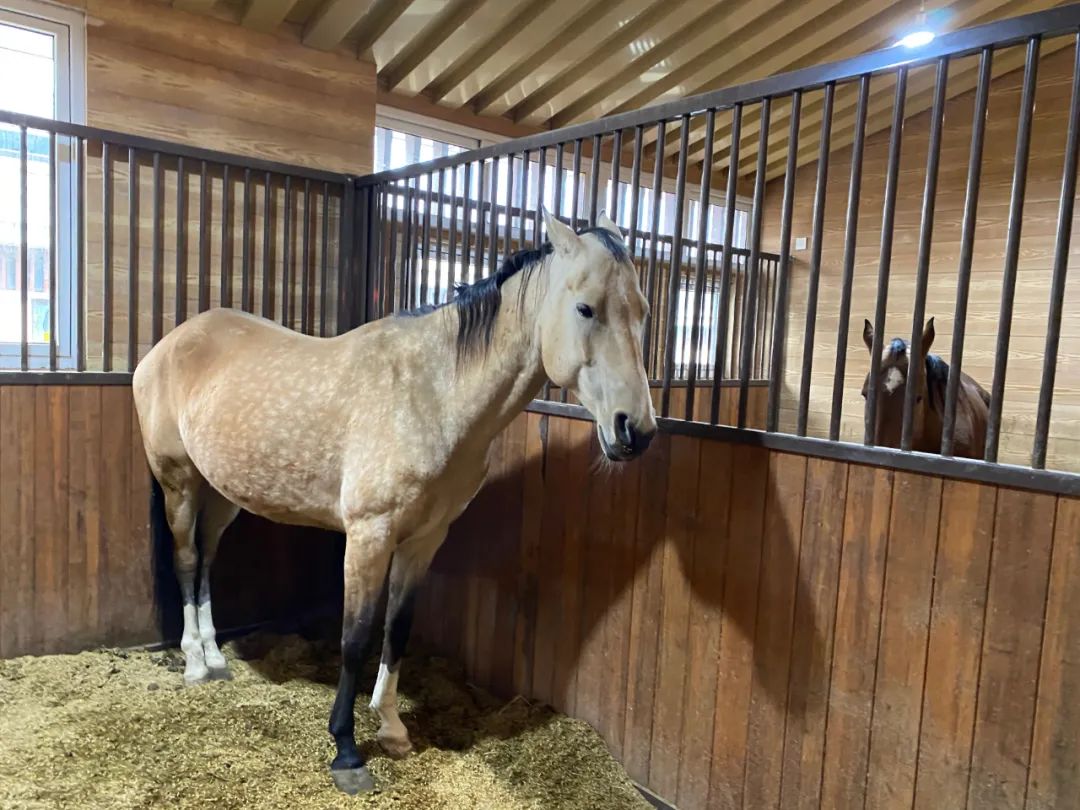 十四运马术室内场馆面积,十四运马术场馆