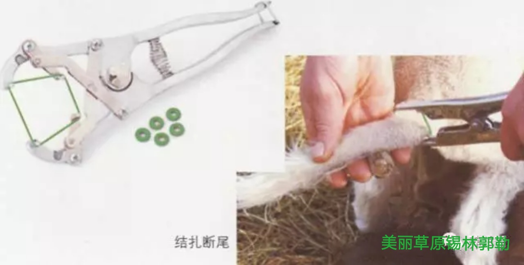 肉羊断尾怎么办,羊断尾应注意的事项