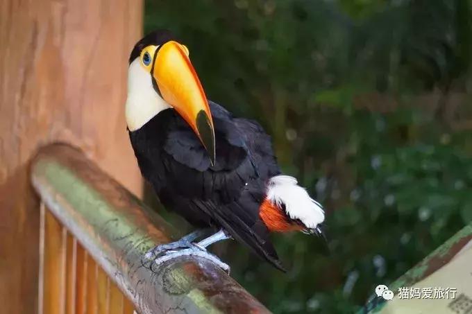 2天游玩广州长隆野生动物园攻略,广州长隆野生动物园步行游玩攻略