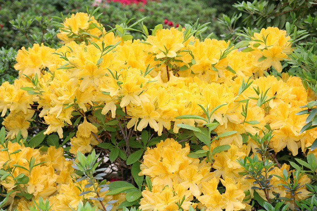 杜鹃花怎样施肥才能枝叶茂盛,杜鹃花枝叶茂盛不开花