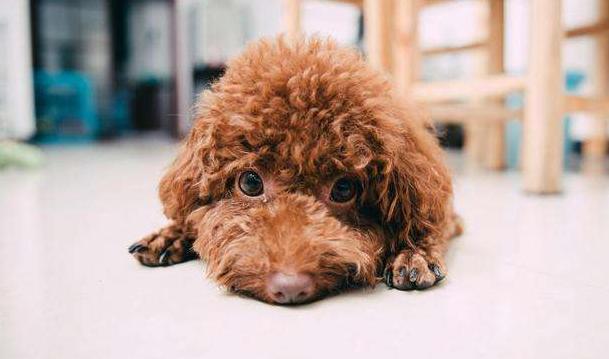 泰迪犬为何总爱舔人？它只是想告诉你这5件事，希望每个主人都懂