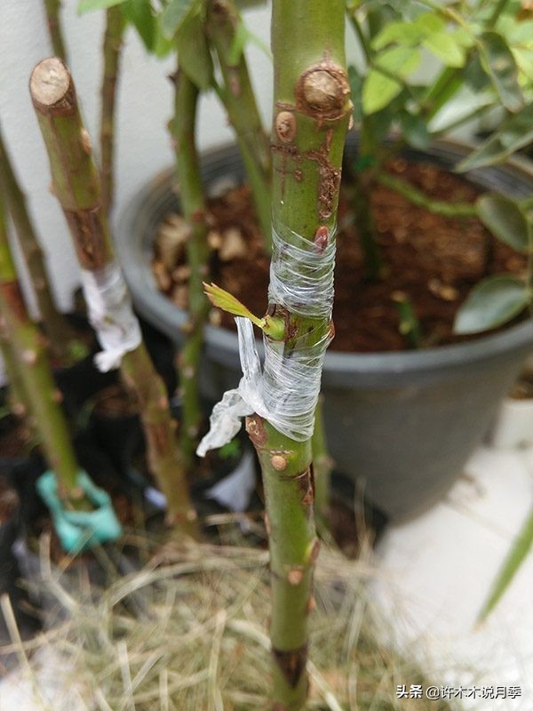 嫁接爬藤月季跟扦插的怎么区分 (蔷薇嫁接月季再扦插能不能生根)