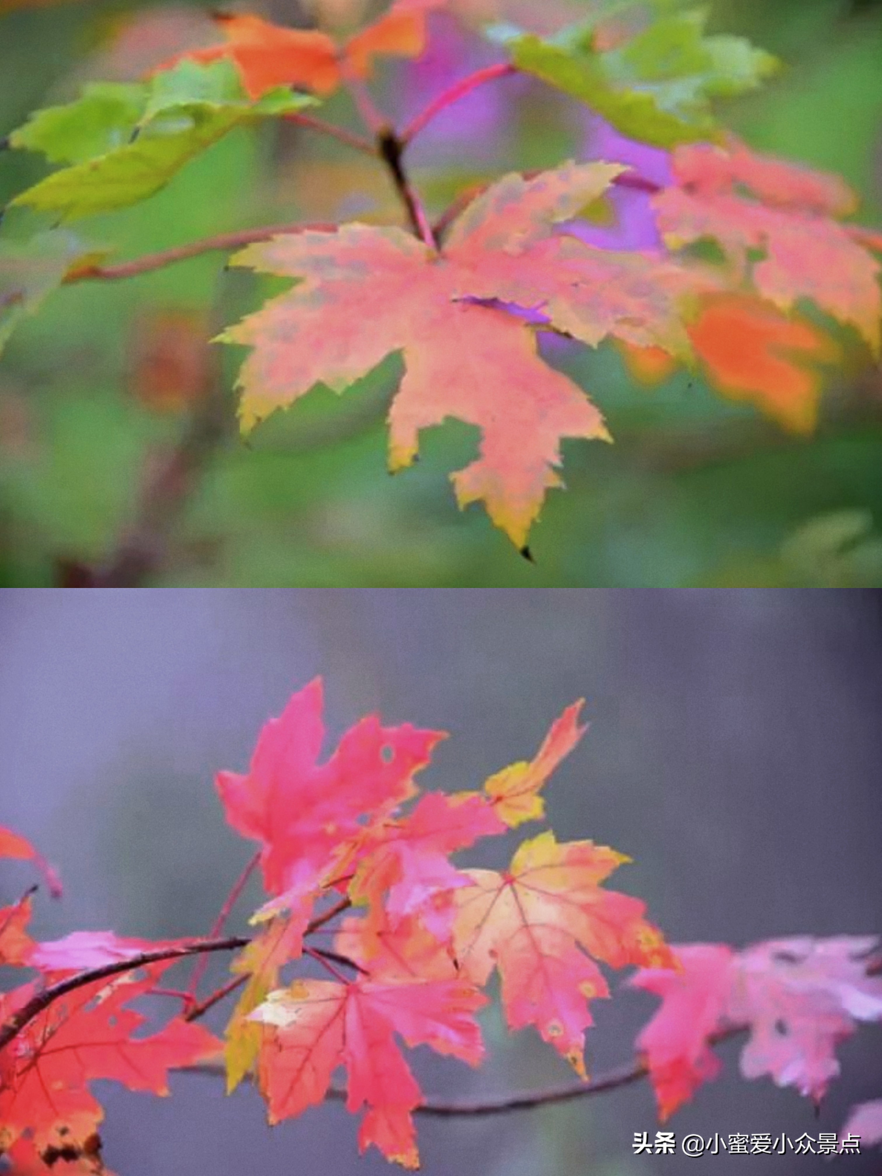成都红枫岭周边旅游攻略,成都周边二日看红叶自驾游推荐