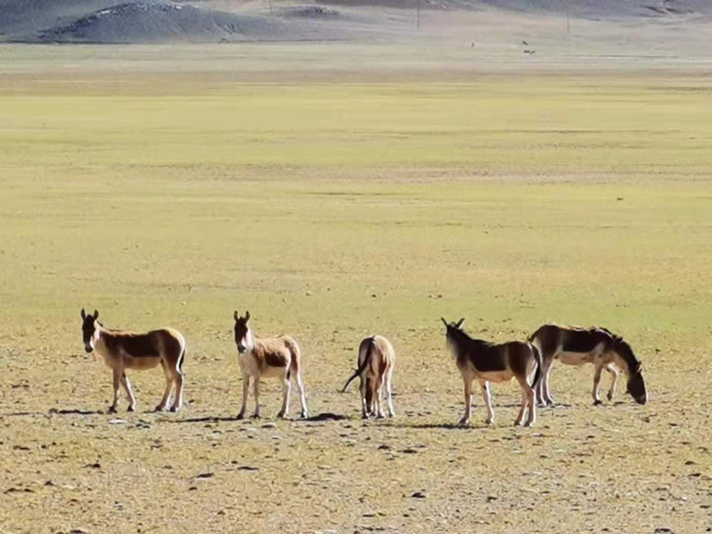 超*脑洗**！《不当医生那七天》就来新甘青看藏羚羊——原生态