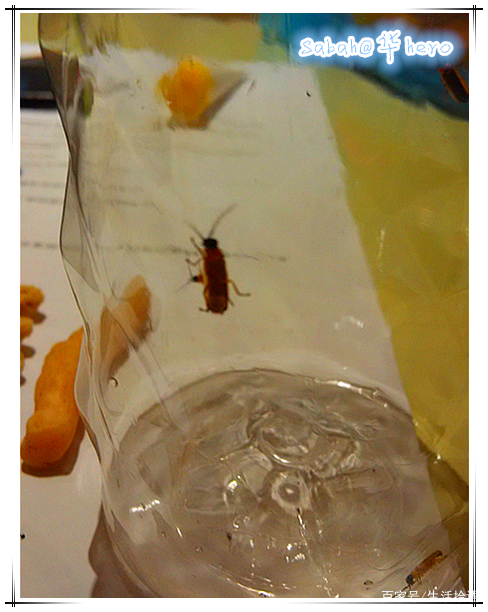 马来西亚沙巴行最新视频,马来西亚沙巴5天游