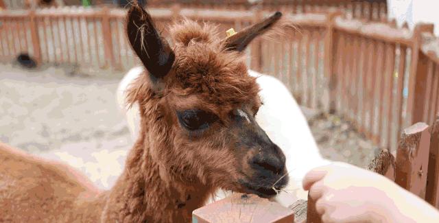 中秋假第2天!天府新区这些地方让你玩个够