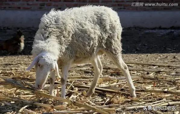 绵羊可以圈养吗如何圈养,放养羊和圈养羊利润差多少