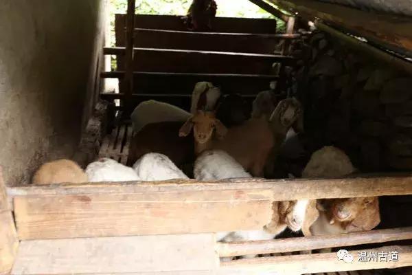 永嘉楠溪江流域的岭上人家古村,楠溪江必打卡地方