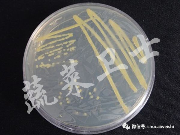 辣椒苗期病毒病的防治,辣椒蓟马花叶病