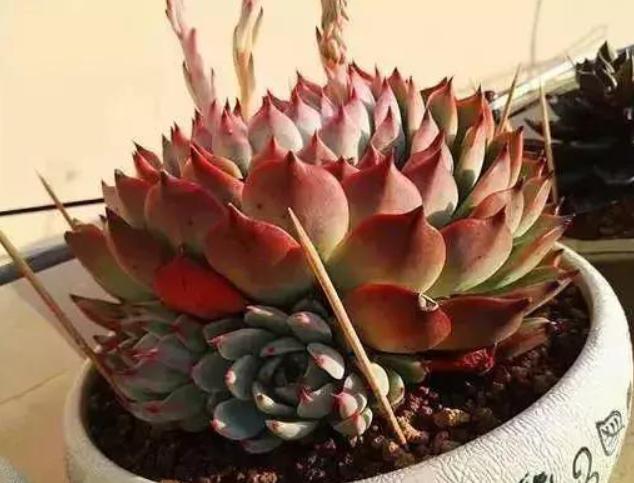 多肉浸盆盆土积水了怎么办,多肉积水怎么办如何补救