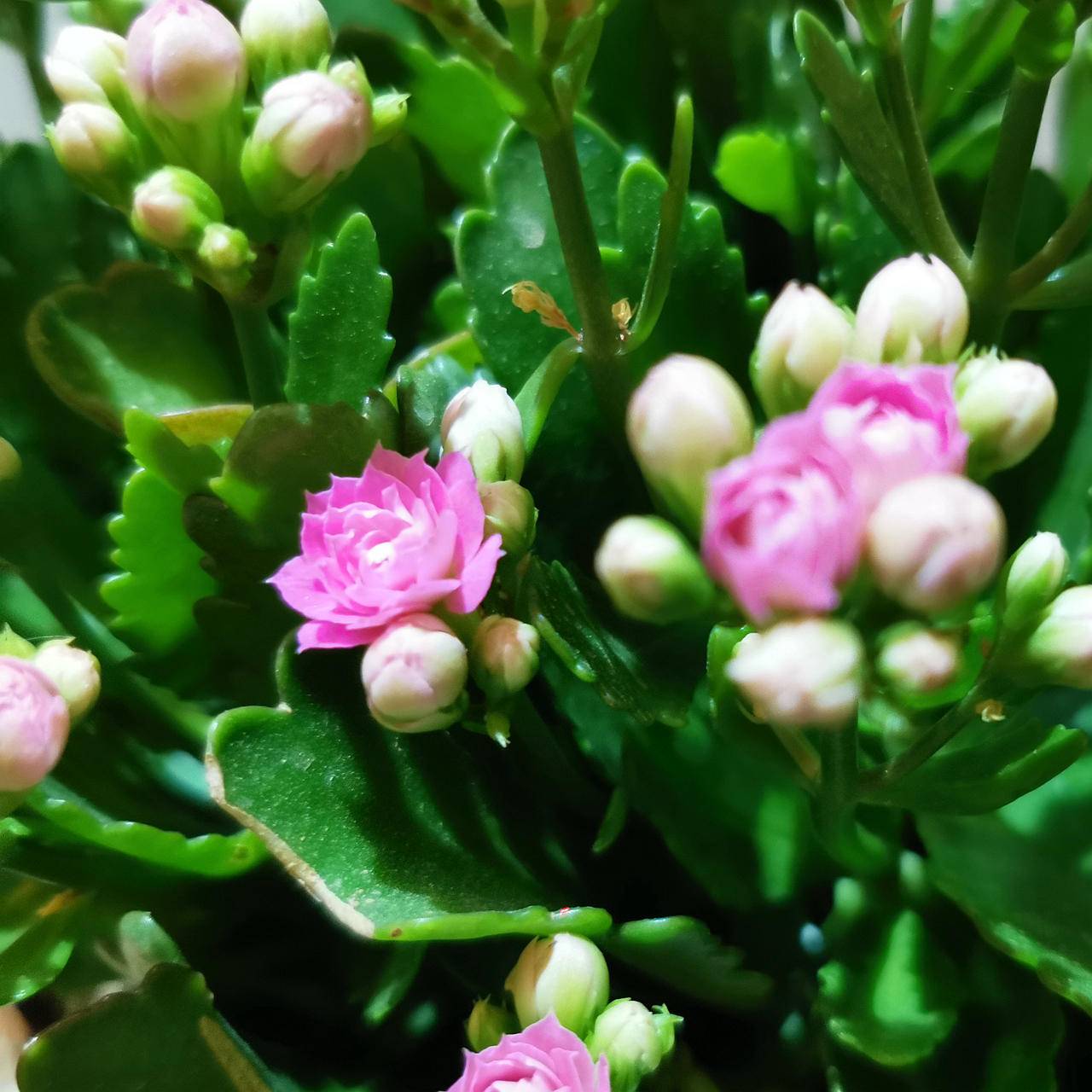 荣耀20pro评测视频,荣耀20与荣耀20pro深度评测