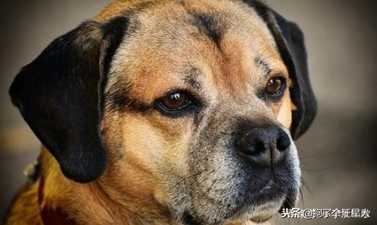 自家狗被别的狗咬了两个洞,被狗咬伤小知识