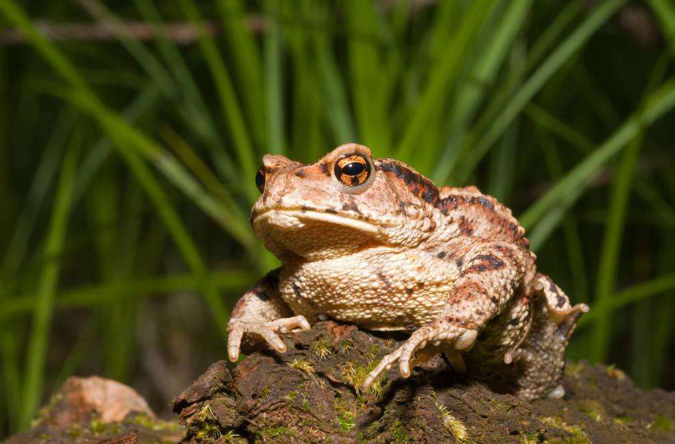 《说文解字》第119课：猪为何是“六畜”之一，看这个汉字