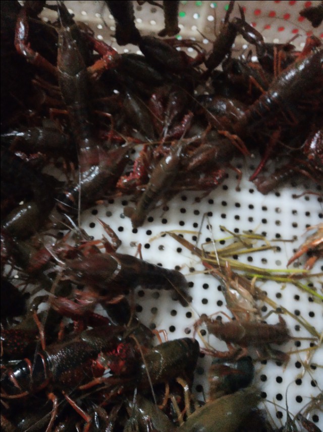 没养殖搞什么最赚钱呢,创业养小龙虾遇到的困难和问题