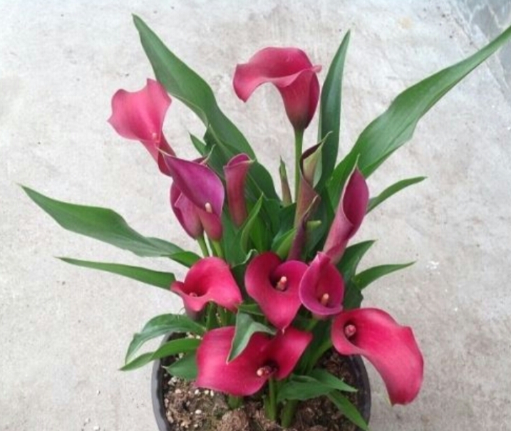 彩色马蹄莲怎么养爱开花图片,彩色马蹄莲夏季的养殖方法