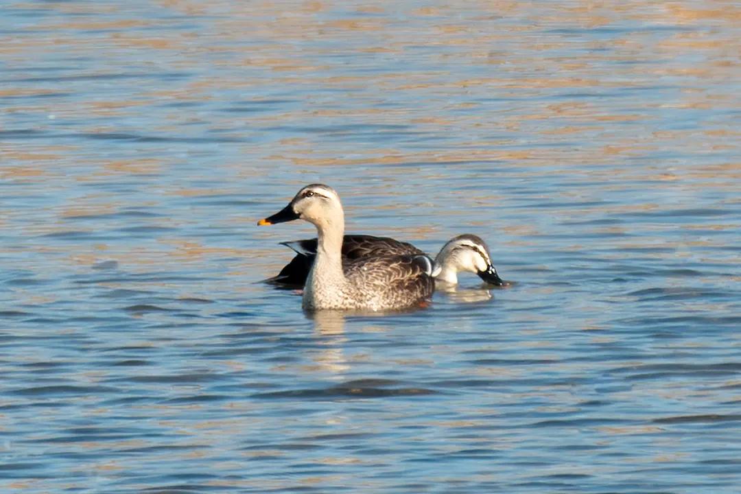 涂上黄色的“润唇膏”，TA就是野鸭中最靓的仔