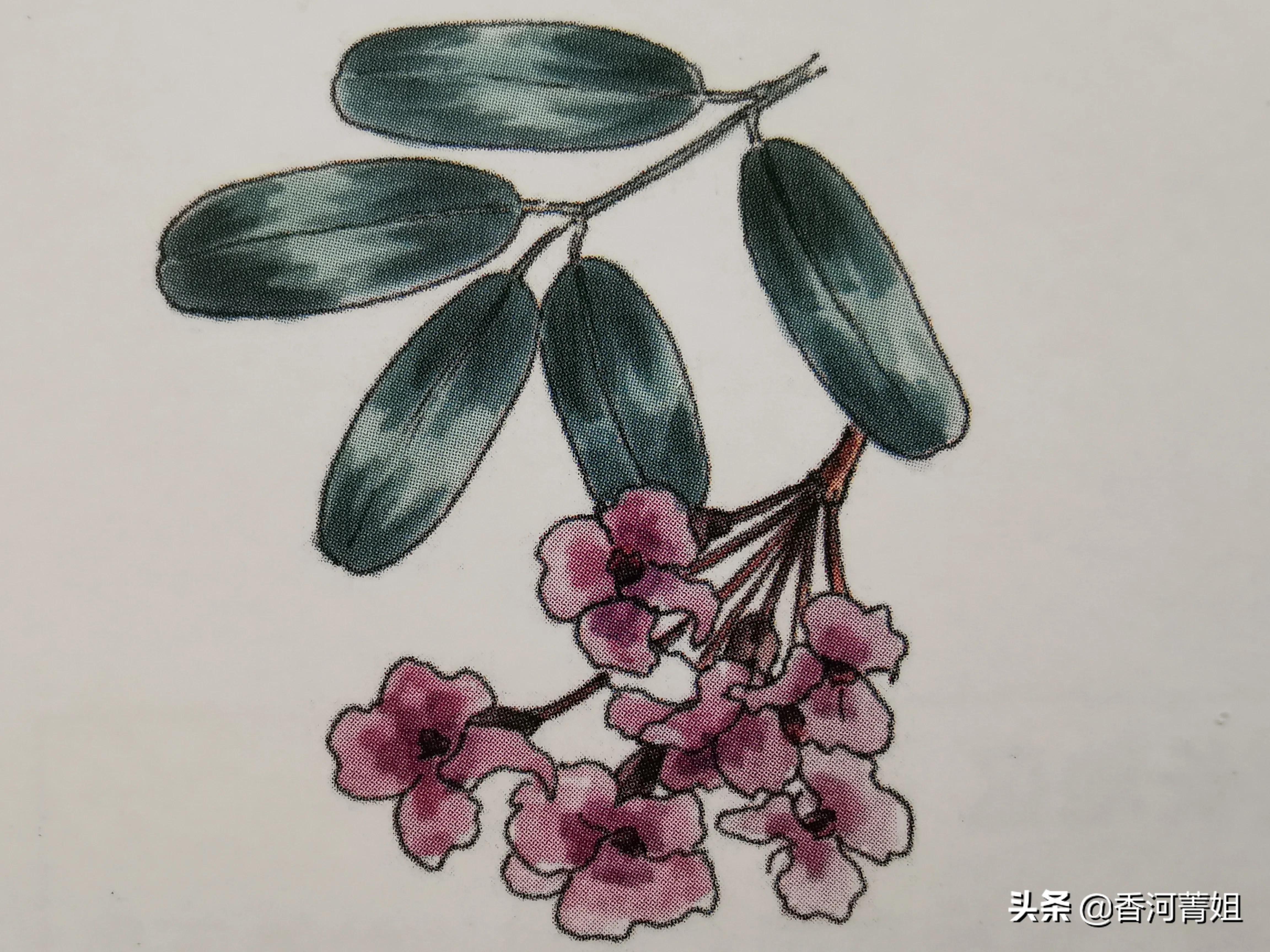 维吉状鲍迪豆木～（硬木）