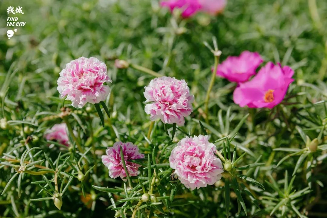 南宁人去隆安玩,南宁人去柳州玩