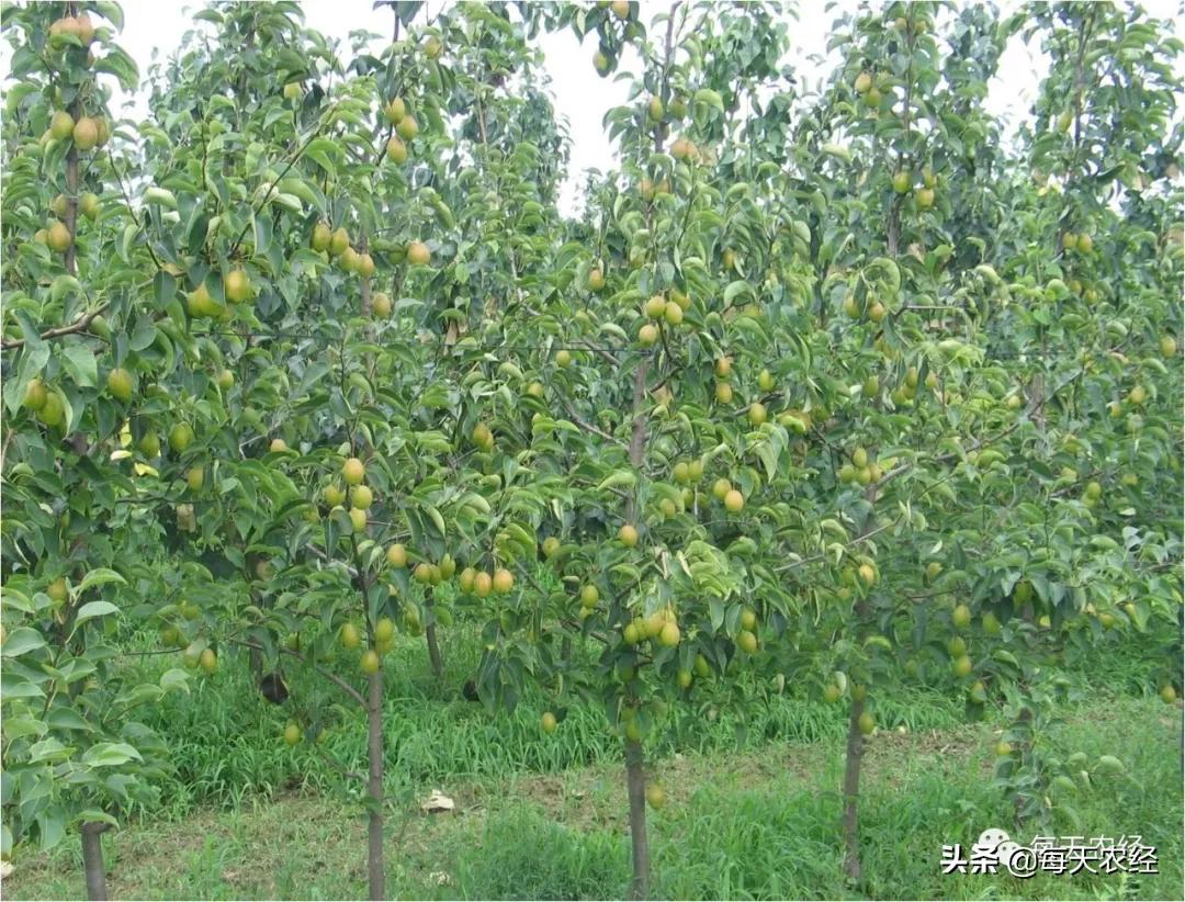 酥梨树四月底病虫害怎么防治,梨园杂草怎样防治