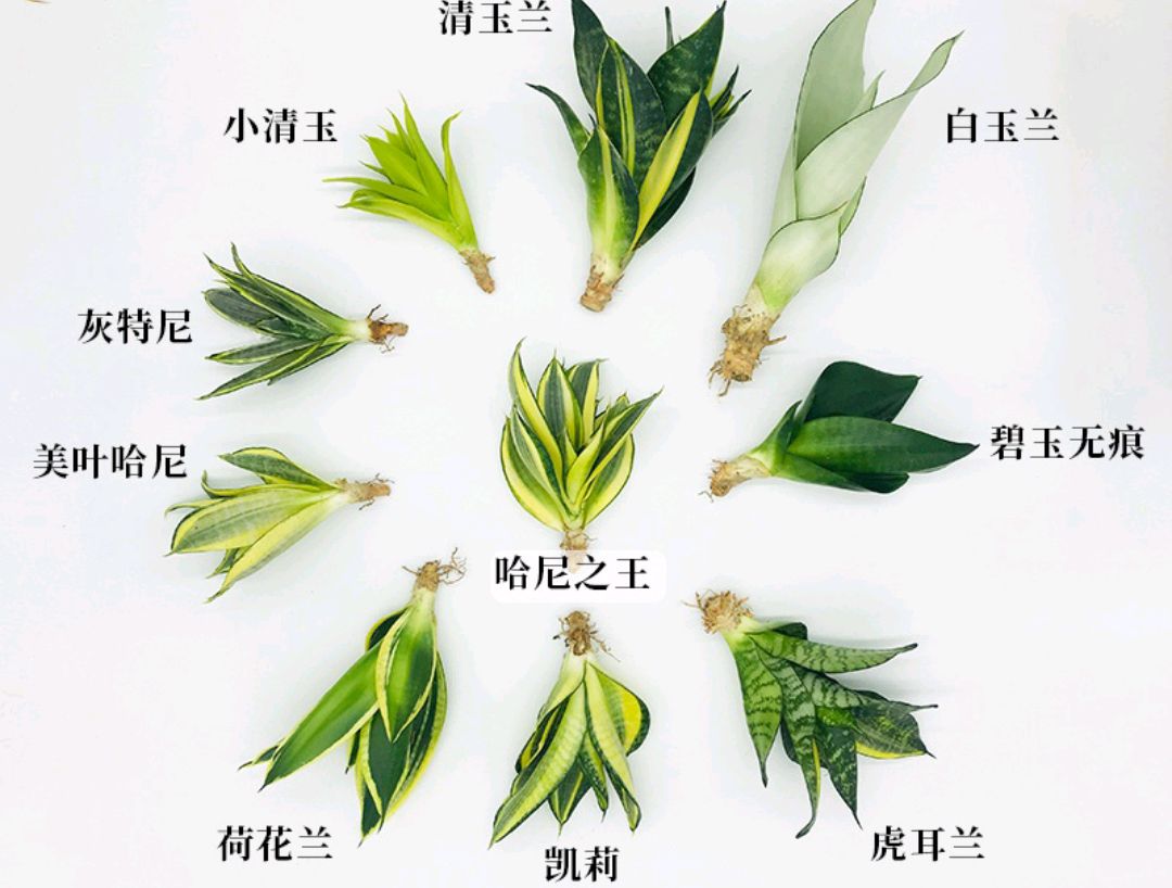 这“38种花”,当你开始收集品种时,你已入坑颇深